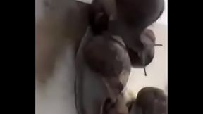 org&iacute_a de babosas con grandes pollas, grades tetas y grandes culos