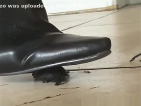 Sexy black leather fetish boots crushing bugs.