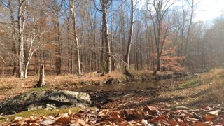 Taking a pretty piss in the woods