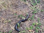 I was very scared, but I did it. Extremely dangerous masturbation during Africans safari