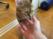 Reward your kitty with a treat ....