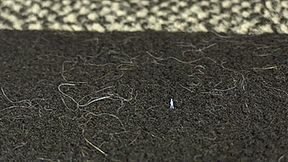 Sativa Feti Walks Around With Shrunken Step-Son On Her Socks (HD 1080p MP4)