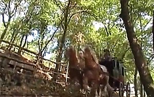 Carovana della violenza