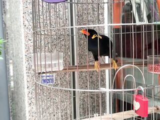 A talking bird in Vietnam. Saigon