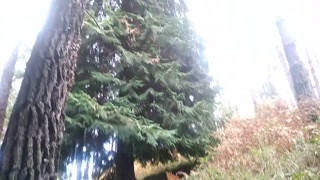 Hiker Takes Out His Dick Looking For Mushrooms🍄and Unloads Semen In One Of Them