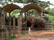 Elephants of Saigon. Vietnam
