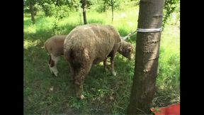 Cock Hungry And Ready To Obey