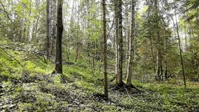 A girl runs through the forest and a maniac does not watch her as she jerks off