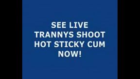 Live Tranny Cum 154