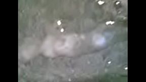 Poronga lechera