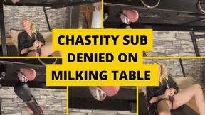 Chastity sub denied on milking table