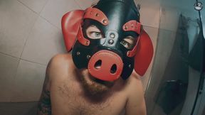 Pig in his pigsty