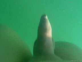 Beim Schwimmen
