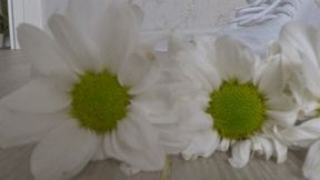 Crushed 7 daisies with white sneakers c