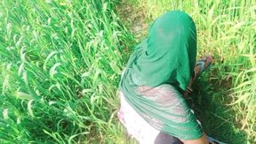 Village Bhabhi Sexy Video in Wheat Fields