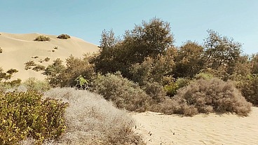 "THE CURIOUS CLOWN" SUPER ORGY WITH VIKTOR ROM, PABLO Y SEBAS & LEO BULGARI - CRUISING AT MASPALOMAS DUNES!!! - FULL VIDEO!!!