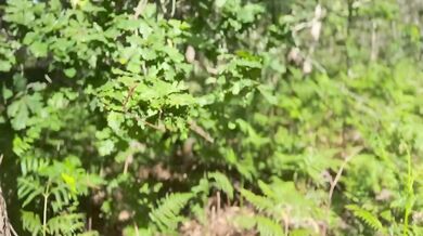 Sofia SweetSecrett recorded with Zeus Ray and Krystal