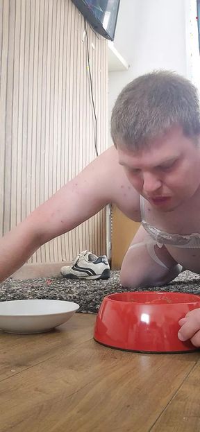 Pet eating from bowl