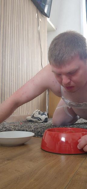 Pet eating from bowl