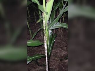 Pissing In The Corn 《4k》