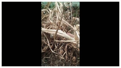 greenhouse clean up