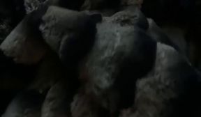 big cock in chinchilla
