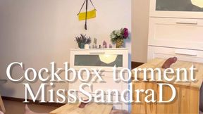 Cockbox torment