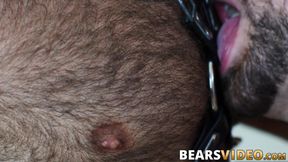 Inked bear Atlas Grant hard bareback banging chubby gay