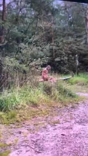 Straf Aan Boom Vastgebonden