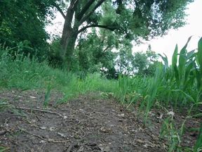 Outdoor Solo Pleasure: Getting Fully Naked and Cumming in Nature