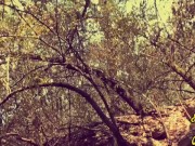 Emily Sex Queen se masturba en el bosque y tiene un squirt al aire libre - Public masturbation