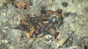 Pushing Out so Much Cum After Outdoor Cruising and Tasting Cum