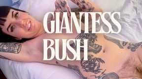 Giantess Bush