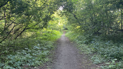 Playing in the Woods