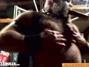 MUSCLE BULL SHOWS OFF AND SMOKES A CIGAR