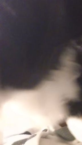 POV Plushie Border Collie Makes Onesie Puppy Cum!