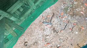 Handsome Straight Toilet Big Cock