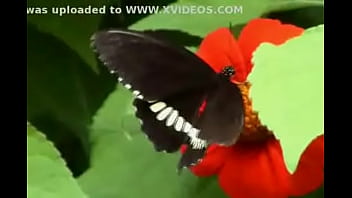 Butterfly - XVIDEOS.COM