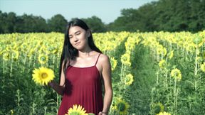 Sunflower - Kimiko
