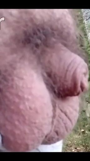 Pissing in the Woods