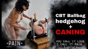 CBT Hedgehog & Caning