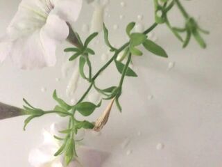 Cum on a ally's mother's flowers