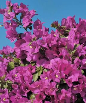 Sweta bitch indian randi sweta bitch undress