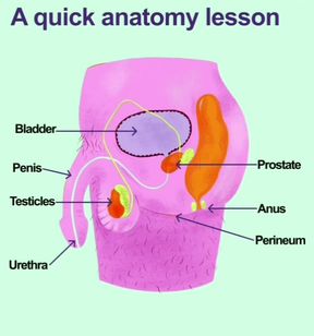 Prostate Orgasams Anal