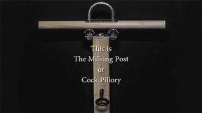 Locked into the Milking Post - Camera Angle 2 - WMV