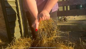 Play in the Hay