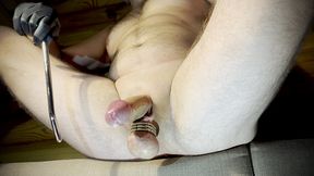 active dilation of the urethra of a white cock with a metal bougie.
