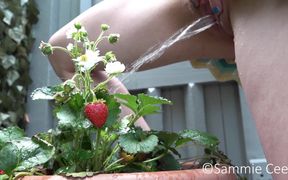 Watering My Strawberry Plant