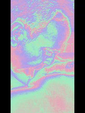 Suck Ladyboy in Holo