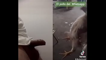 Pollo de whatsapp